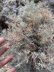 Peucephyllum schottii