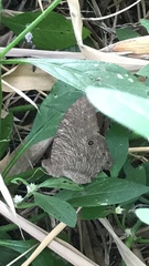 Melanitis leda
