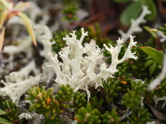 Cladonia boryi