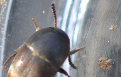 Ptomaphagus