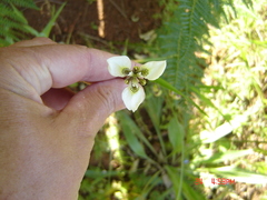 Moraea bellendenii