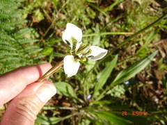 Moraea bellendenii