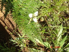 Moraea bellendenii