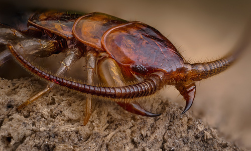 Brown Centipede, photo 5 of 9