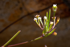 Centella macrocarpa
