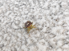 Sastragala esakii