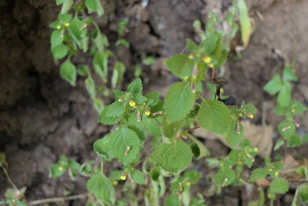 Lindenbergia indica (Lindenbergia indica)