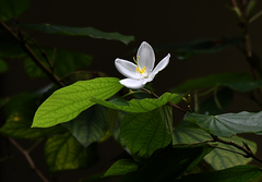 Bauhinia acuminata