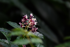 Chassalia curviflora