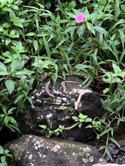 Eutropis multifasciata