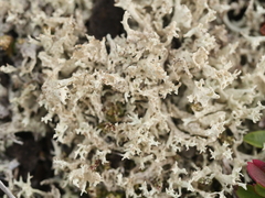 Cladonia boryi