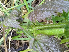 Urtica kioviensis