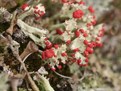 Cladonia coccifera