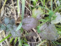 Urtica kioviensis