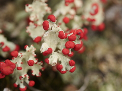 Cladonia coccifera