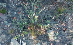 Hermannia diversistipula