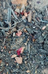 Hermannia diversistipula