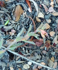 Hermannia diversistipula