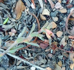 Hermannia diversistipula