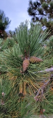 Pinus nigra