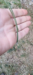 Pinus nigra