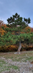 Pinus nigra