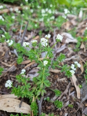 Asperula euryphylla