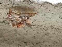 Chrysopidae
