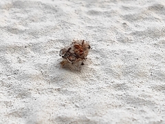 Chrysopidae