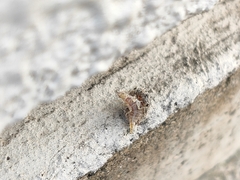 Chrysopidae
