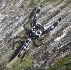 Bavia capistrata
