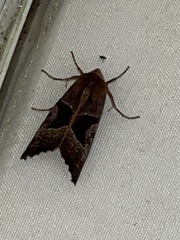 Phlogophora wollastoni