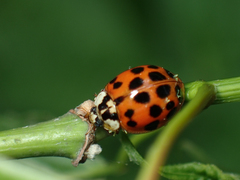 Hesperomyces virescens