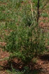 Asparagus laricinus