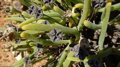 Monilaria moniliformis