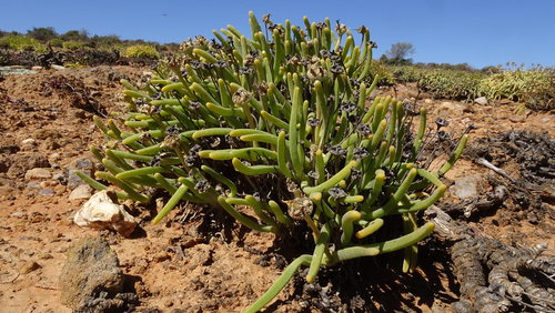 Monilaria moniliformis