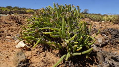 Monilaria moniliformis