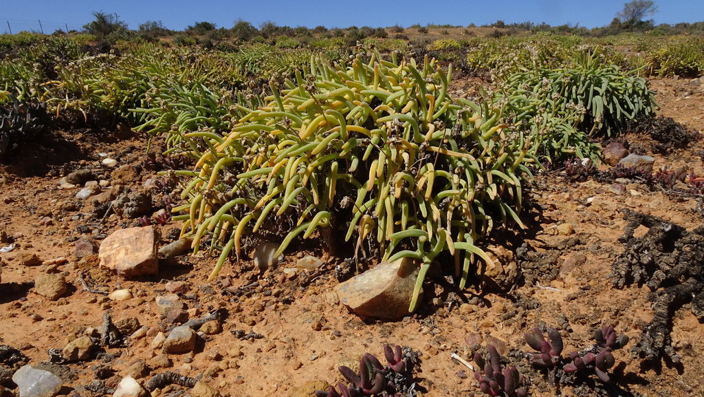 Conophyllum moniliforme (Haw.) Schwantes