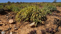 Monilaria moniliformis