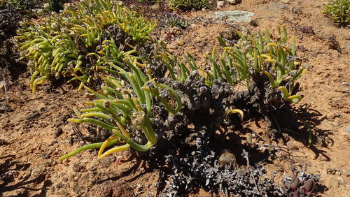 Monilaria moniliformis