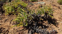 Monilaria moniliformis