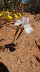 Moraea serpentina