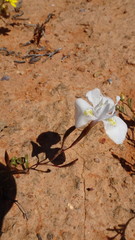 Moraea serpentina