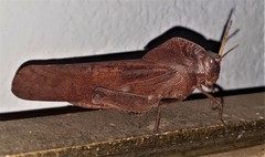 Lobosceliana