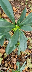 Daphne laureola