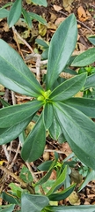 Daphne laureola