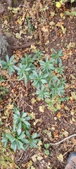Daphne laureola