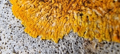 Calogaya saxicola