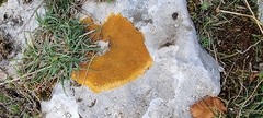 Calogaya saxicola
