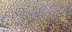 Calogaya saxicola
